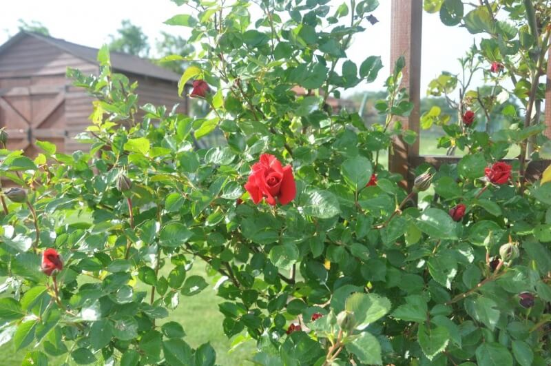 Güllerde Budama Şekilleri Nelerdir? Güllerde Budama Şekilleri