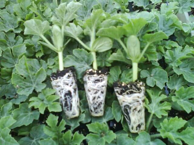 Aşılı Fide Yetiştiriciliği Nasıl Yapılır?