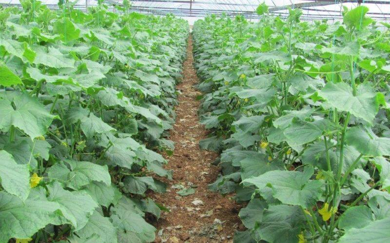 Aşılı Fide Yetiştiriciliği Nasıl Yapılır?