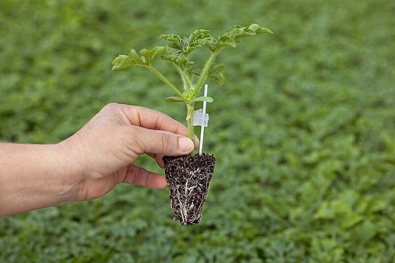 Aşılı Fide Yetiştiriciliği Nasıl Yapılır?