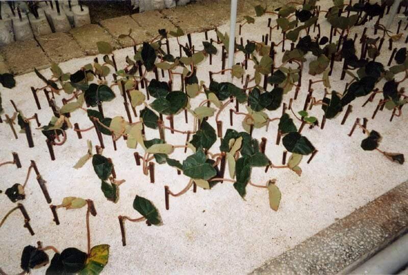 Çeliklerde Köklendirme Yöntemleri Nelerdir? Çeliklerde Köklendirme Yöntemleri