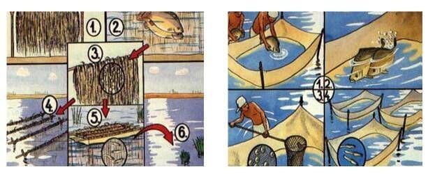 Sazan Yetiştiriciliği Nasıl Yapılır?