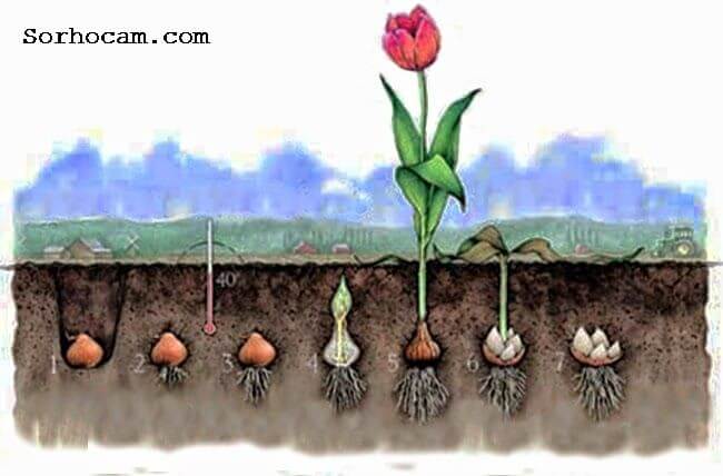 Lale Soğanı Yetiştiriciliği Ve Bakımı