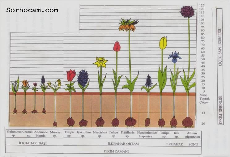 Lale Soğanı Yetiştiriciliği Ve Bakımı