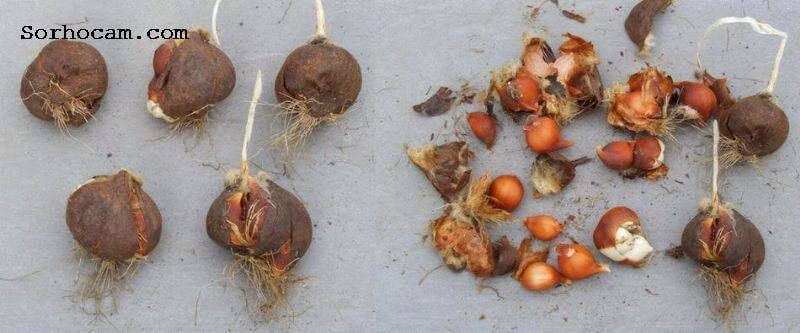 Lale Soğanı Yetiştiriciliği Ve Bakımı