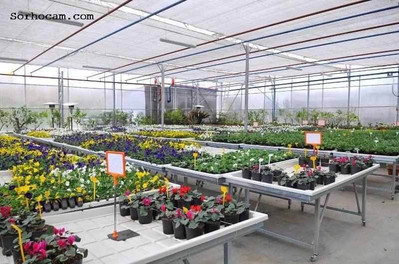 Süs Bitkilerinde Gübreleme Programı Nasıl Olmalıdır? Süs Bitkilerinde Gübreleme Programı