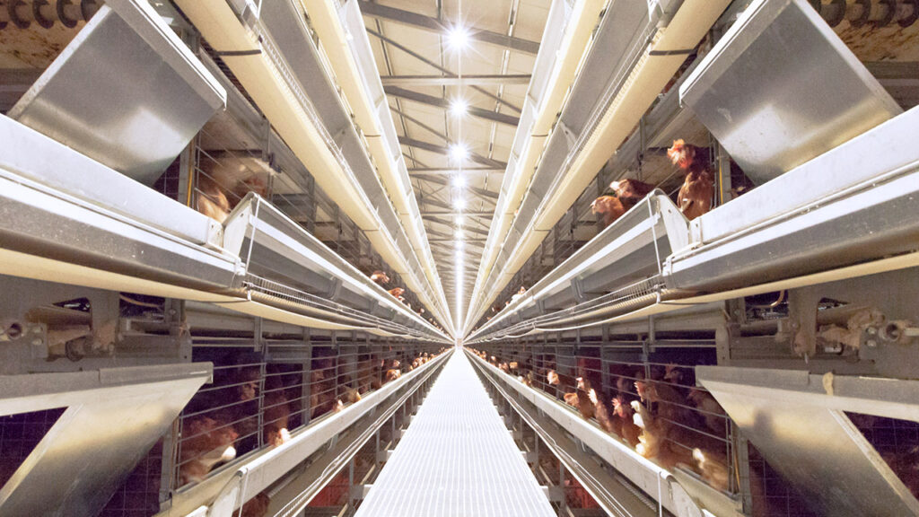 Tavuk Beslerken Yapılan Yaygın Hatalar