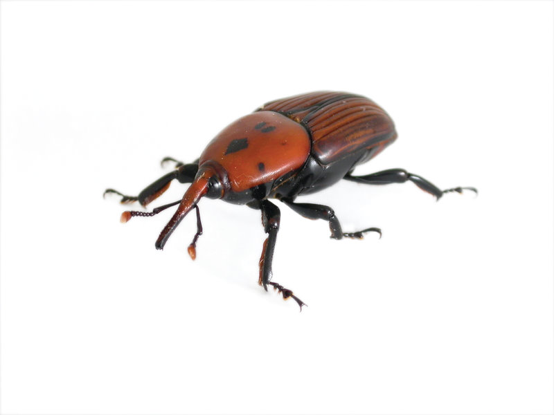 Kırmızı Palmiye Böceği