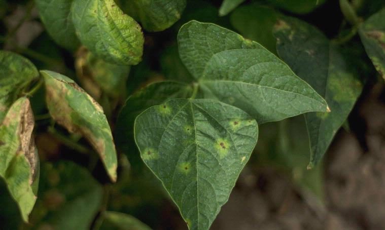 Fasulye Hale Yanıklığı Hastalığı Fasulye Hale Yanıklığı