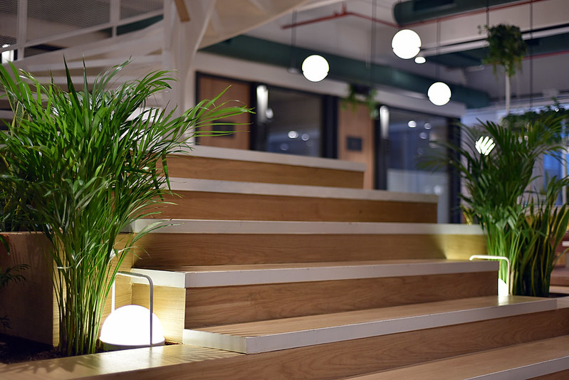 Ofis Bitkileri: İşyerinde Hangi Bitkiler Kullanılır?