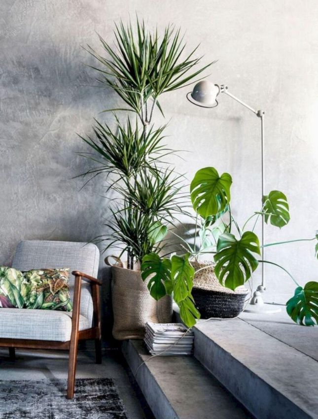 İç Mekan Bitkileri ile Modern Dekorasyon Önerileri