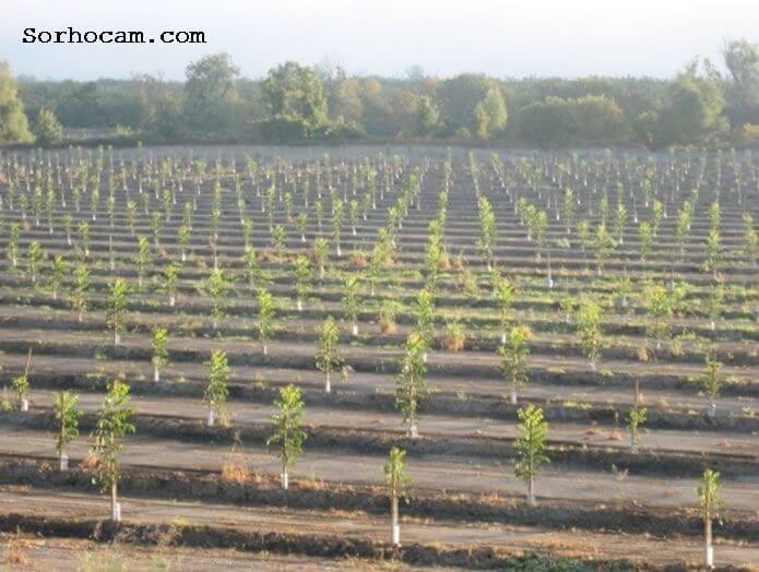 Ceviz Fidanı Nasıl Dikilmelidir? Ceviz Fidanı Nasıl Dikilmelidir?