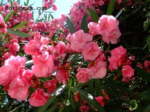 Çalı Türü Bitkiler Nelerdir? Zakkum