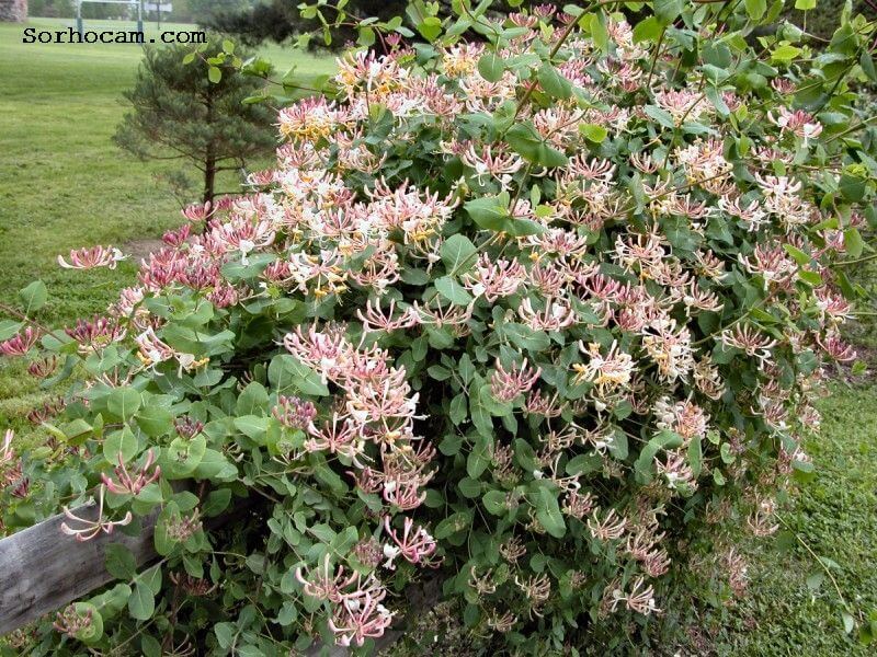 Dış Mekan Süs Bitkileri Nelerdir?