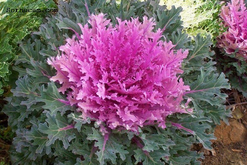 Dış Mekan Süs Bitkileri Nelerdir?