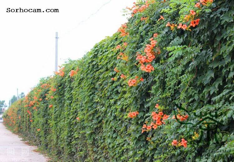Dış Mekan Süs Bitkileri Nelerdir?