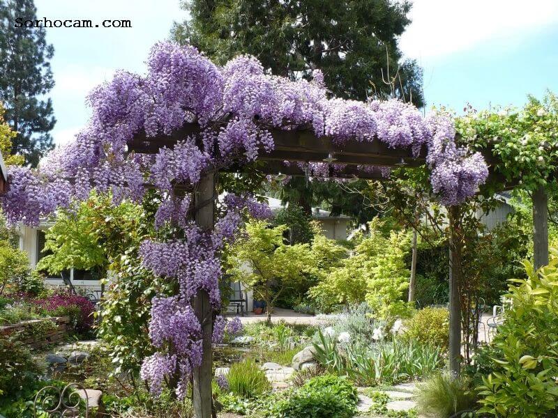 Dış Mekan Süs Bitkileri Nelerdir?