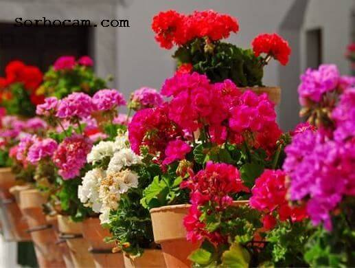 Sardunya Yetiştiriciliği Püf Noktaları Nelerdir?