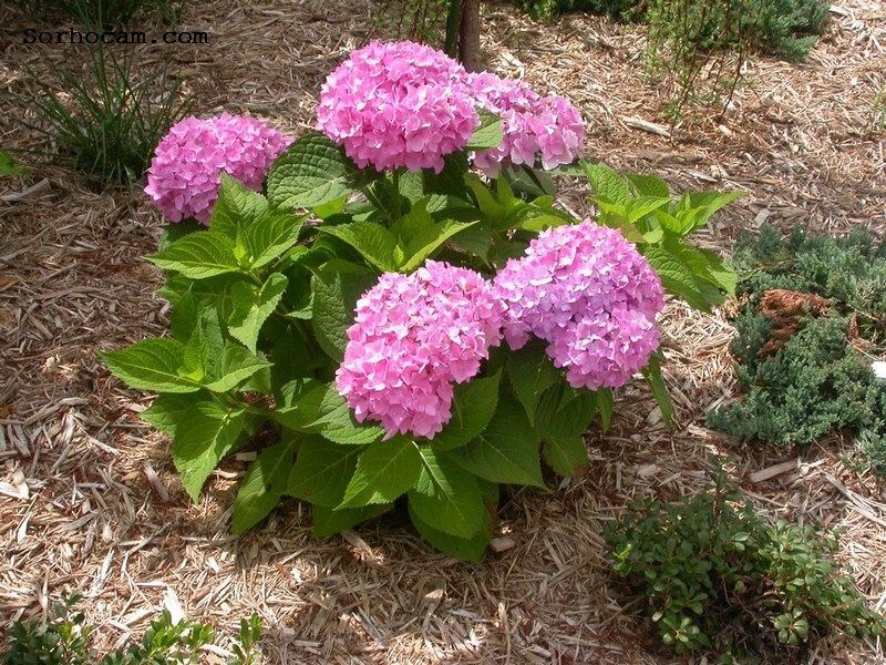 Çalı Türü Bitkiler Nelerdir? Ortanca