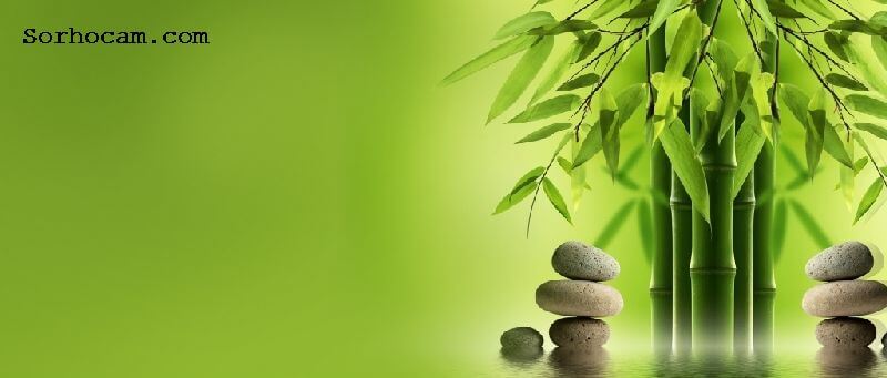Bambu Ağacı Nedir? Bambu Ağacı Nedir?