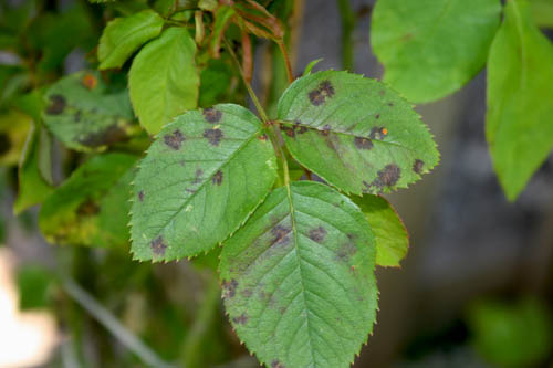 Çiçek Yapraklarında Siyah Lekeler Ve Noktalar