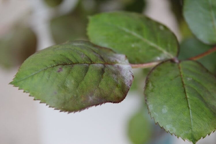 Çiçek Yapraklarında Beyaz Lekeler Gördüyseniz