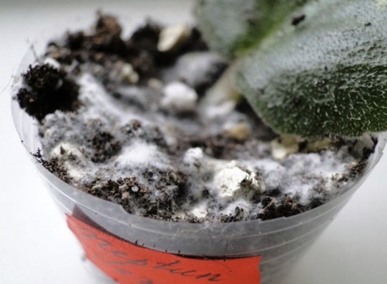 <a title='Çiçek Dökülmelerinin Sebepleri Nelerdir?' href='https://www.muhendistarim.com.tr/konu/4414/cicek-dokulmelerinin-sebepleri-nelerdir'>Çiçek</a> Toprağında Küflenme Olduysa Çiçek Toprağında Küflenme Olduysa