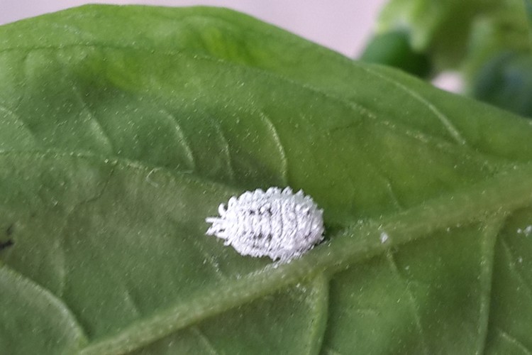 Yapraklarda Unlu Bit Tedavisi