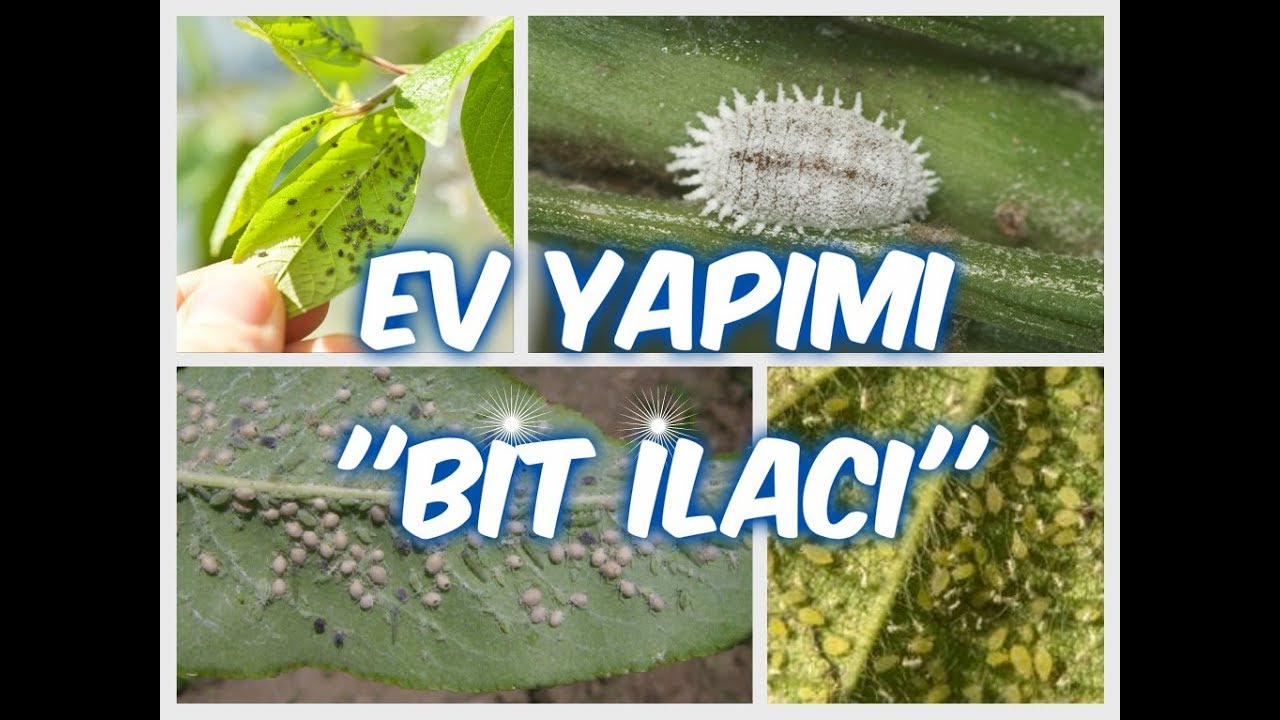 Ev, Balkon, Bahçe Bitkilerine Ev Yapımı Bit İlacı