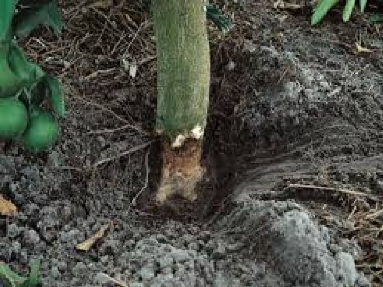 Fidelerinizde Siyah Kök Çürüklüğü Varsa Bunlara Dikkat Edin!