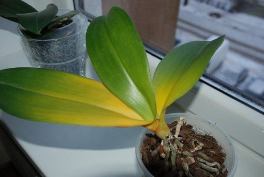 Çiçeklerinizin Yaprakları Sararıyorsa Bunlara Dikkat Edin!