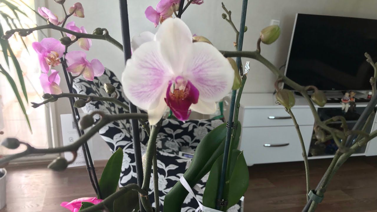 Çiçek Tomurcuklarının Dökülmesinin Sebepleri Nelerdir?