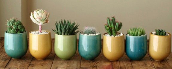 Kaktüs Bakımı Nasıl Yapılır?