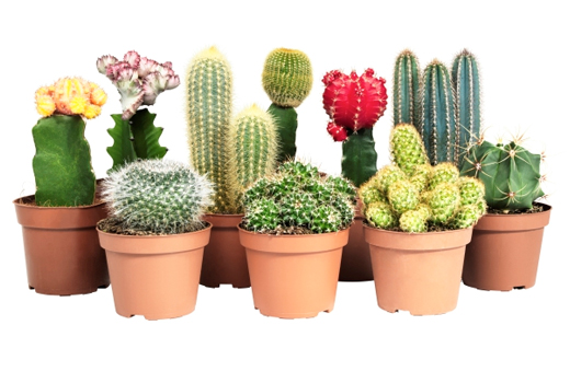 Yeni Aldığınız Kaktüsün Çürümemesi Için İpuçları