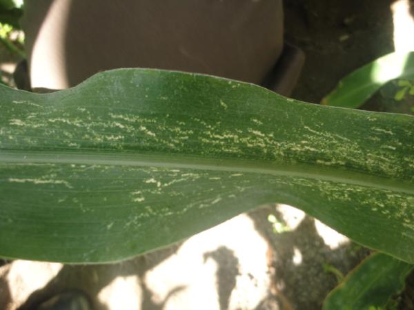 Mısır Yaprak Piresi