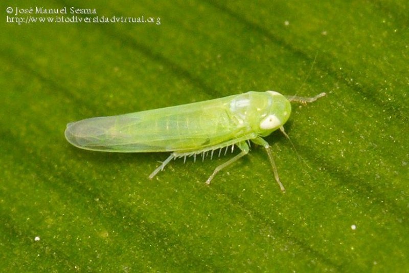 Bağ Yaprak Piresi Nedir? Zararları Ve Mücadele Yöntemleri Bağ Yaprak Piresi Nedir? Zararları Ve Mücadele Yöntemleri