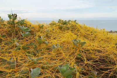 Küsküt Otu Nedir? Küsküt