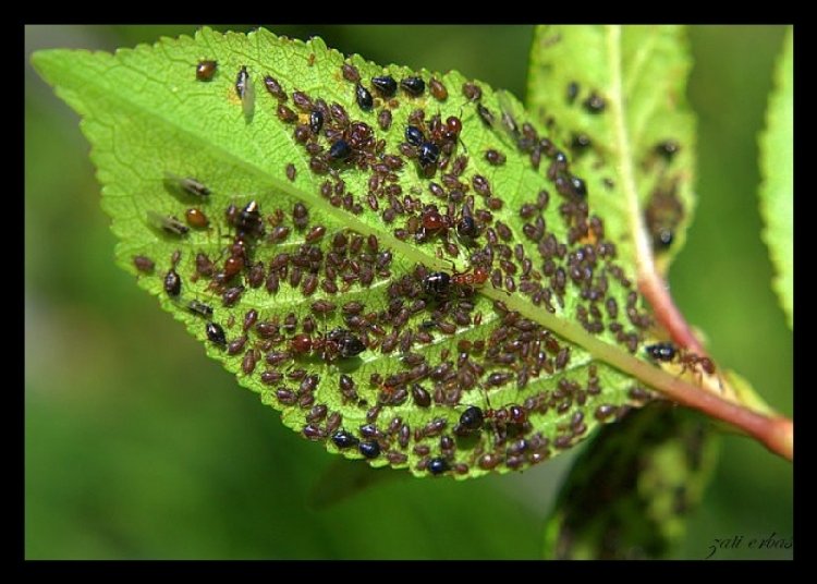 Yaprak Biti Karınca İlişkileri