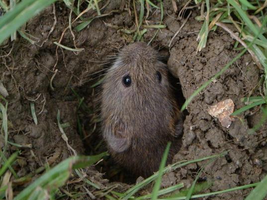 Tarla Fareleriyle Mücadele Yöntemleri Tarla Fareleriyle Mücadele Yöntemleri