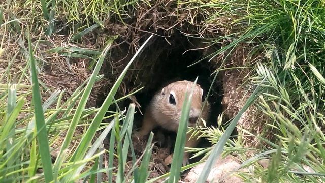 Tarla Fareleriyle Mücadele Yöntemleri Tarla Fareleriyle Mücadele Yöntemleri