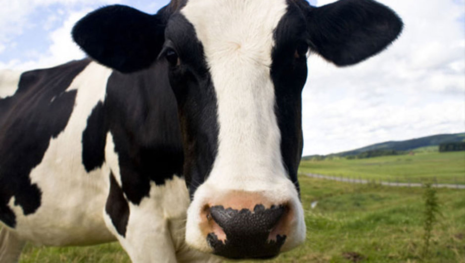 Kurban Rehberi (Kurban Nasıl Kesilir, Nelere Dikkat Etmek Gerekir)