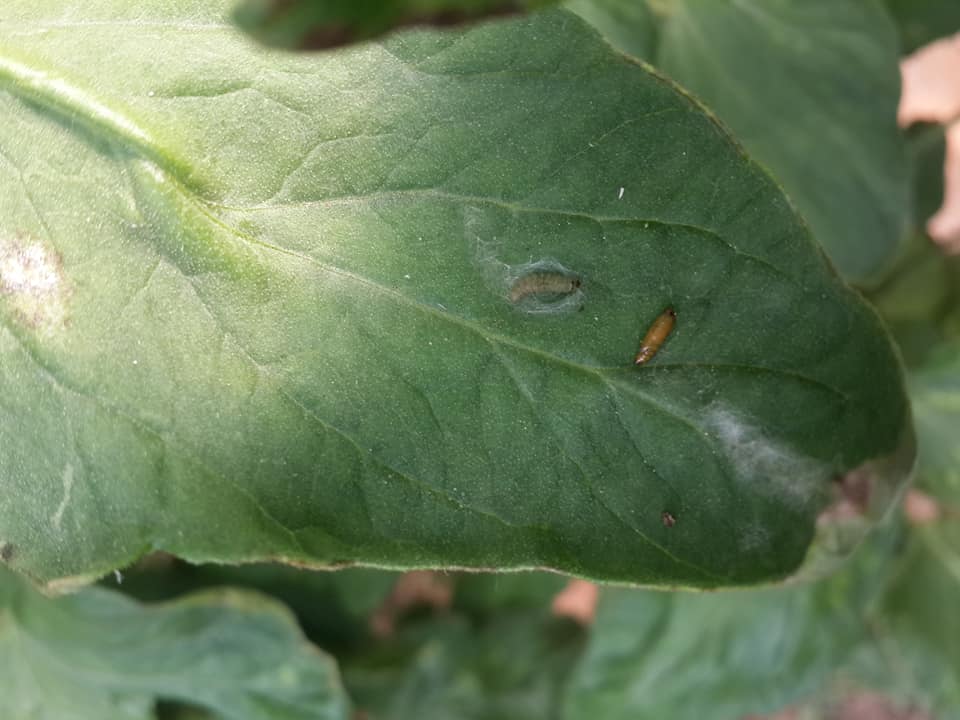 Sebze Zararlıları Ve Mücadelesi Nasıl Yapılır? Domates Güvesi (tuta Absoluta)