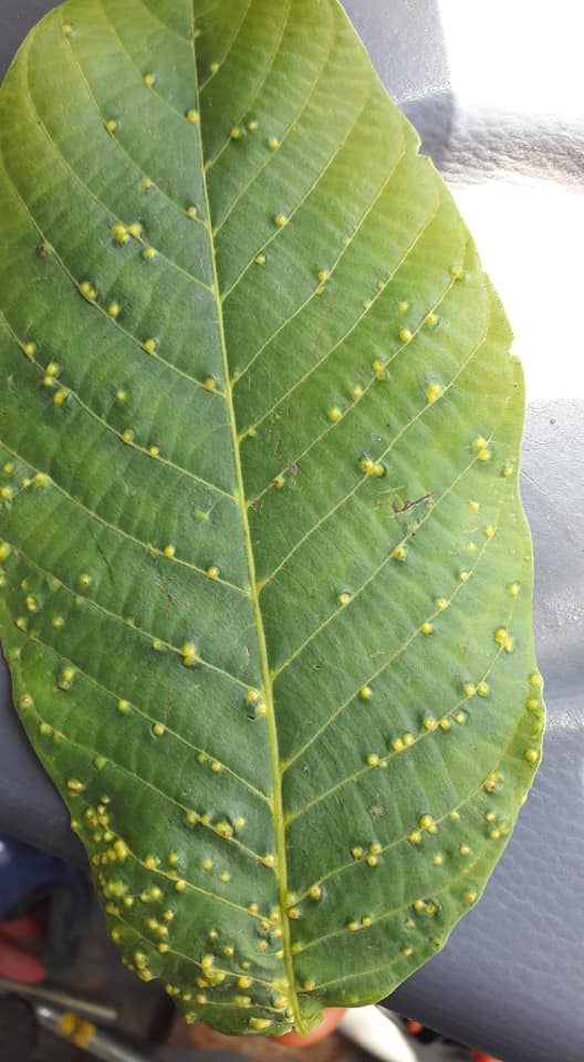 Ceviz Gal Yaprak Akarı