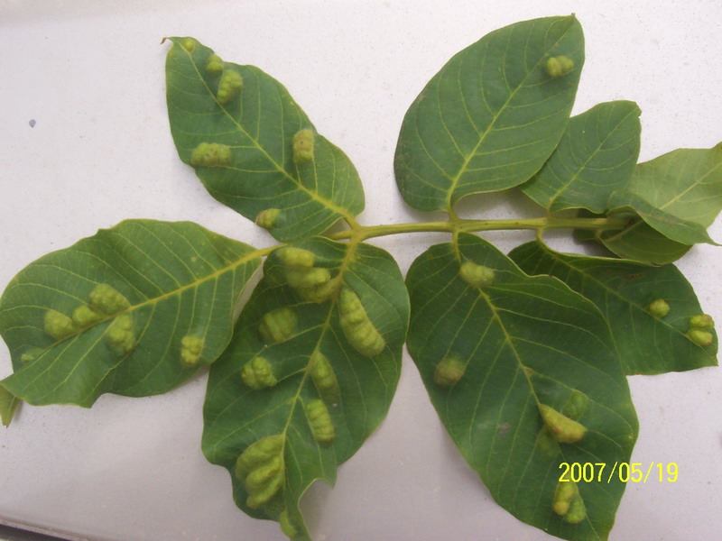 Ceviz Gal Yaprak Akarı