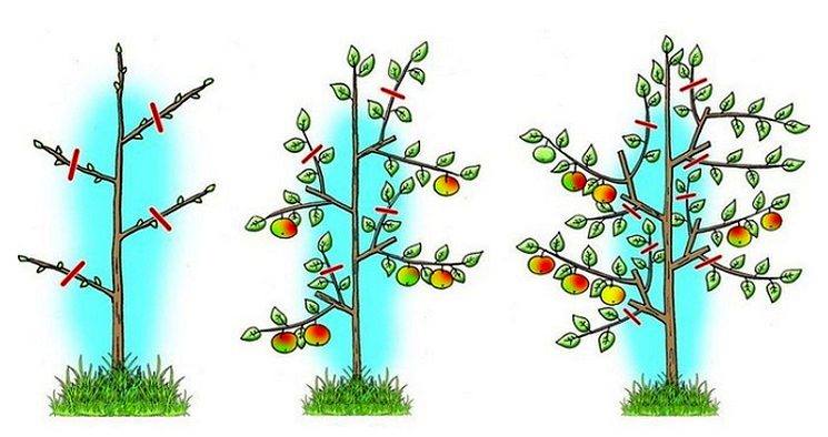 Meyvecilikte Budamanın Amaçları Nelerdir?