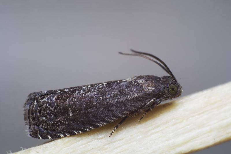 Elma İç Kurdu Kelebek