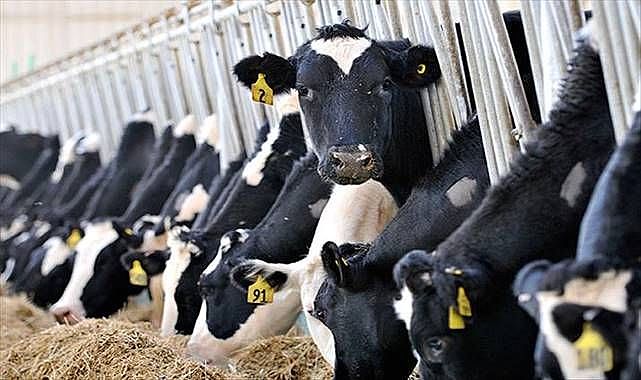 Türkiye’de Büyükbaş Hayvancılığın Yeri