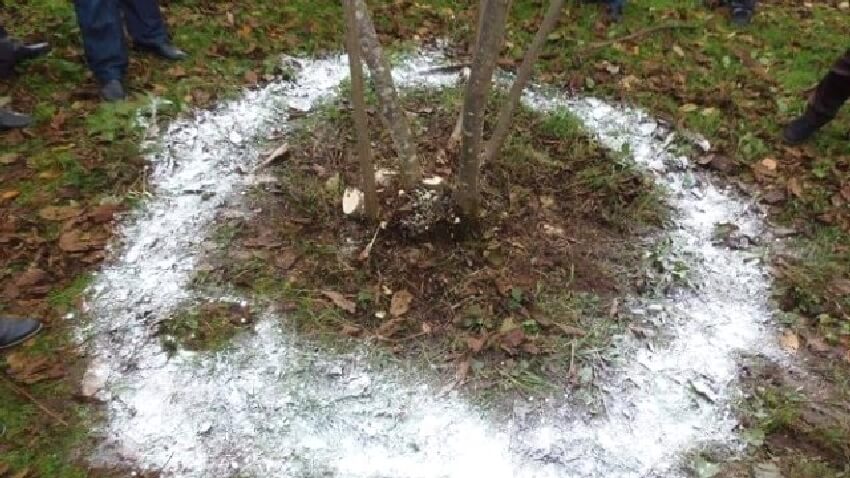 Fındık Ağaçlarında Gübreleme Nasıl Yapılır? Fındık Bahçelerinde Kireçleme Dönemi Başladı