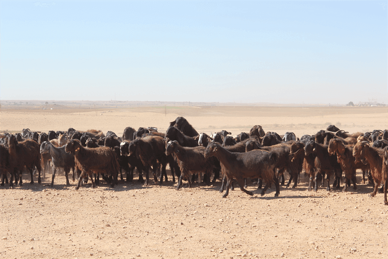 Keçilerde Bakım Ve Yönetim