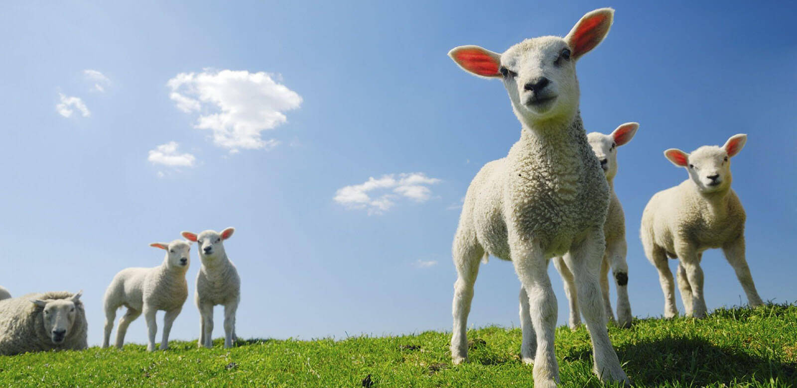 Koyunların Beslenmesi